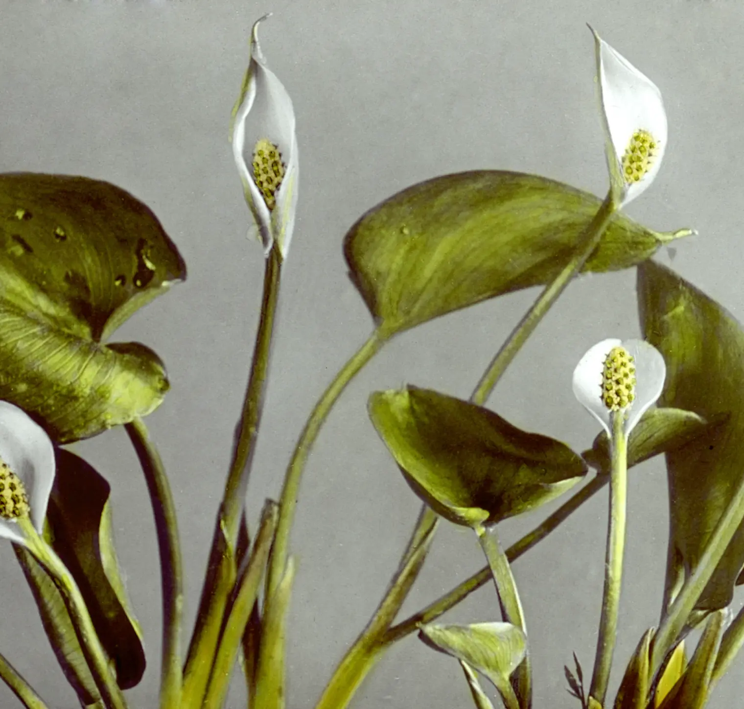 weiße Flamingoblume